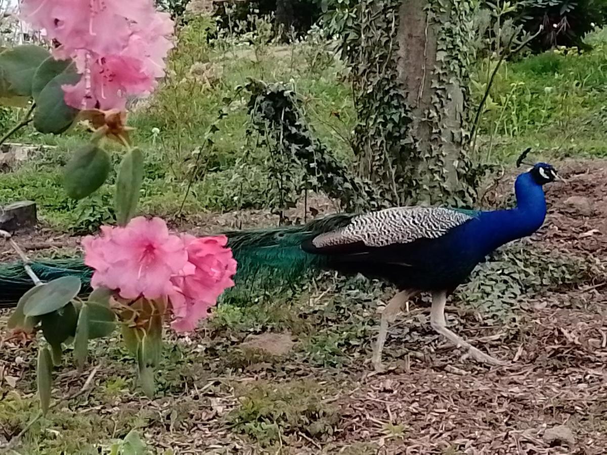מלון La Gimond Le Domaine De La Plume מראה חיצוני תמונה